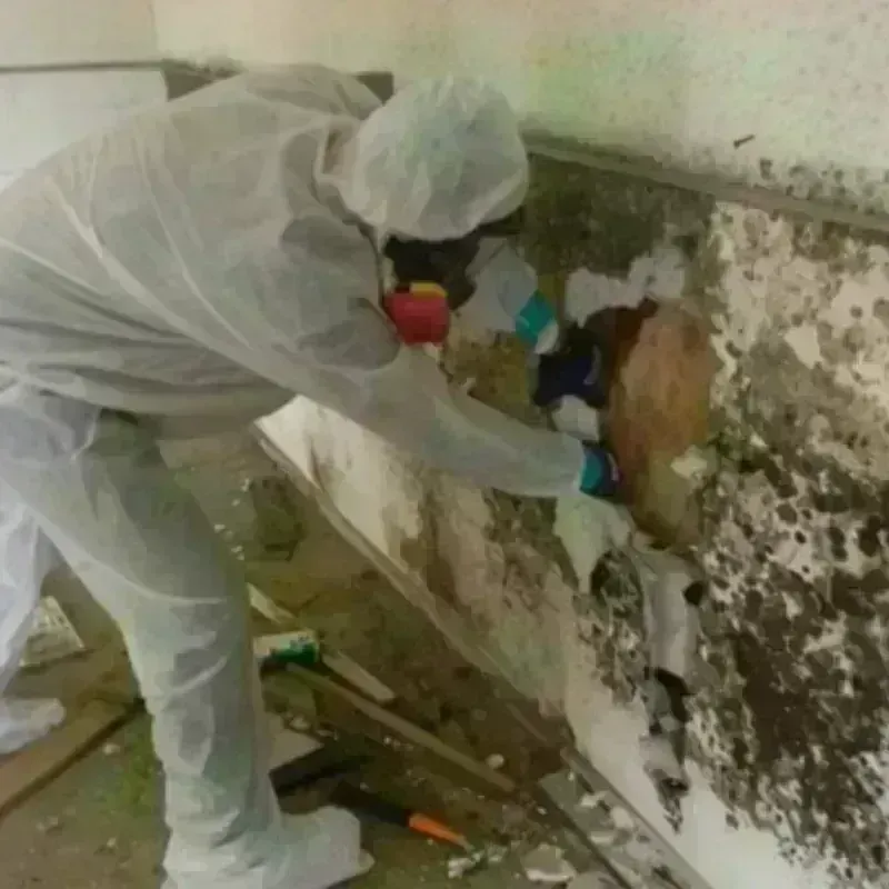 Mold Remediation and Removal in Trexlertown, PA